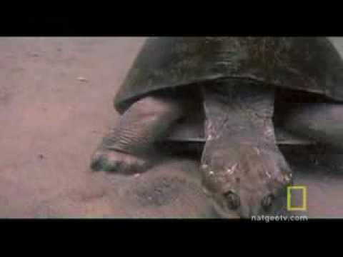 Fish vs. Turtle very epic with narrator - YouTube