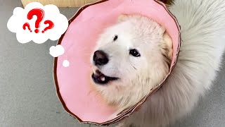 After Many Days, Dayao Went To The Hospital To See His Very Close Samoyed