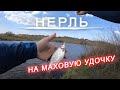 Что можно поймать с поплавком на Нерли? Рыбалка на маховую удочку в проводку. май 2020