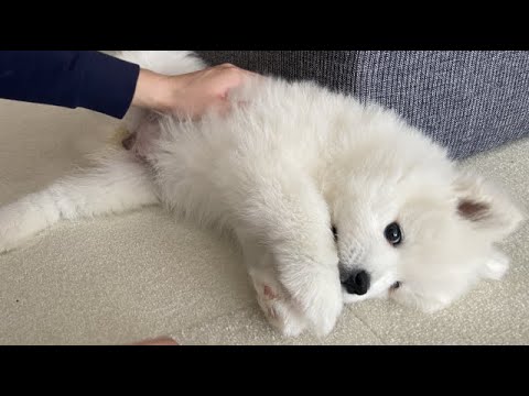【サモエド】2日目にしてこんな姿を見せてくれるなんて恐ろしい子犬【samoyed】