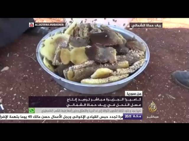 إنتاج عسل النحل في ريف حماة الشمالي