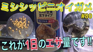 ミシシッピニオイガメ 飼育80 これが1日のエサ量です Youtube