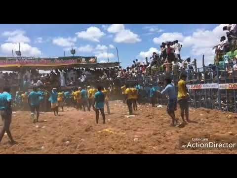 Arjun In Jallikattu....
