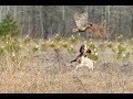 Открытие охоты на фазана. Pheasant hunt