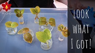 I bought African Violet Leaves & propagated them! - Rooting & Potting