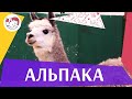 Альпака. Жвачное, набирающее популярность в России. Особенности, уход, польза.