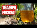 Como Hacer Trampas Contra la Mosca de la Fruta | Muy Efectiva