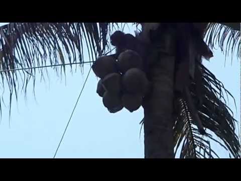 Video: Pestovanie kokosových paliem: pestovanie kokosových stromov z kokosových orechov