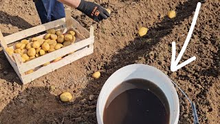 Planting potatoes for higher yields  dip them in this!