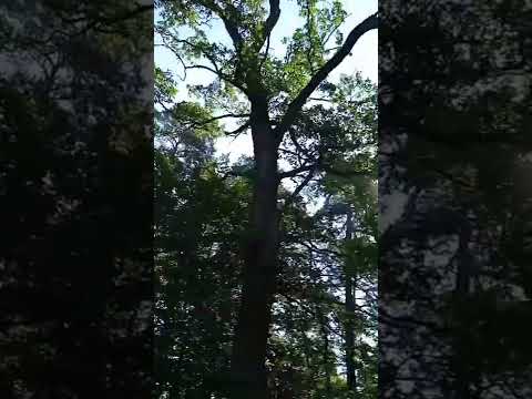 YouTube에서 "Давай дружить"  Развивайки & обучайки.Наше все. 보기