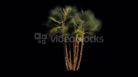 Palm tree in the breeze with alpha perfect for compositing