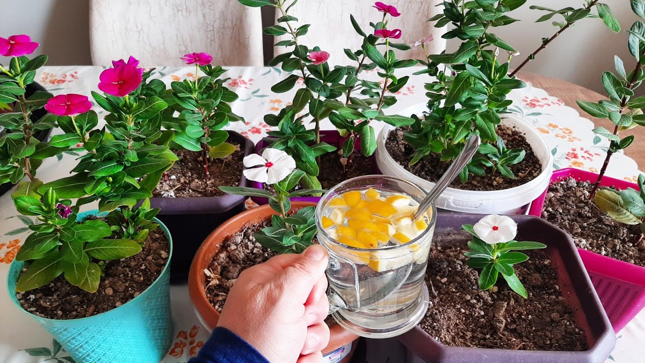 ÇİÇEKLERİME  BU KÜRÜ VERDİM Çıldırdı Çiçek Bakımı✅ Çiçek Coşturan