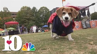 Dogs dress up for 'Bark in the Park'