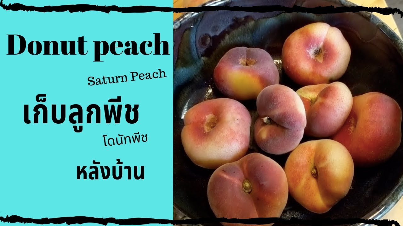 เก็บลูกพีชหลังบ้าน โดนัทพีช Donut peach picking YouTube