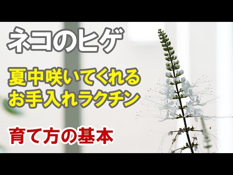 ネコのヒゲの育て方　剪定や植え替え、可愛いおひげを沢山咲かせよう！