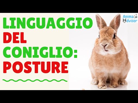 Video: Perché il mio coniglietto cacca così tanto?
