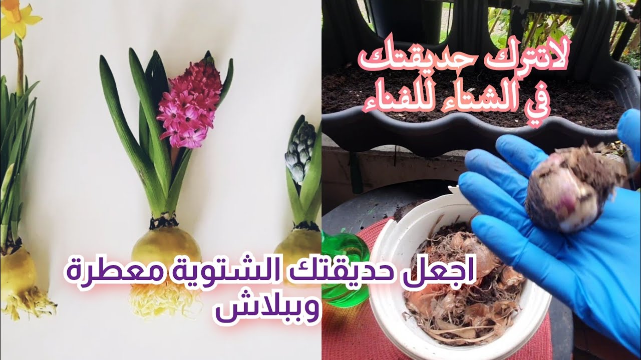 زهور الشتاء وأسرار زراعتها، كيف نفرق بين أبصال النرجس البلدي وأبصال الزنبق. وخطوات مهمة للمبتدئين