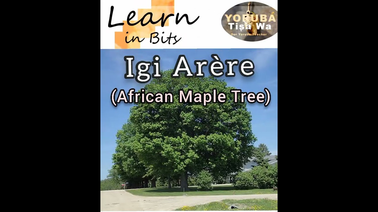 African Maple Tree in Yorùbá Language Igi Arère. YouTube