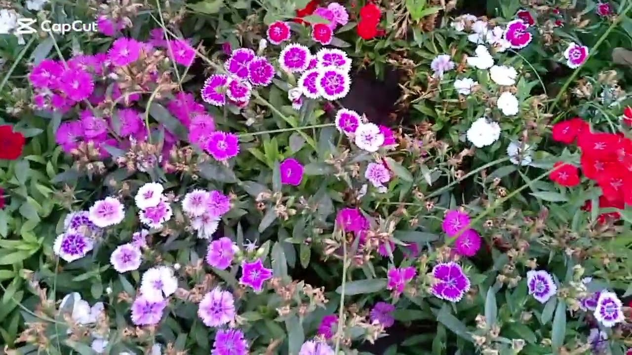 Beautiful flower  Explained