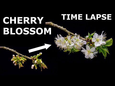 その他 Artbeats Timelapse Flowers 1 Artbeats Timelapse Flowers 1 その他