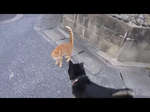 子猫が苦手な黒柴クロ-shiba-inu-"kuro"-kitten-weak