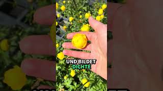 Heimisch und garantiert Herkunftsgesichert. Trollblume für den Garten.