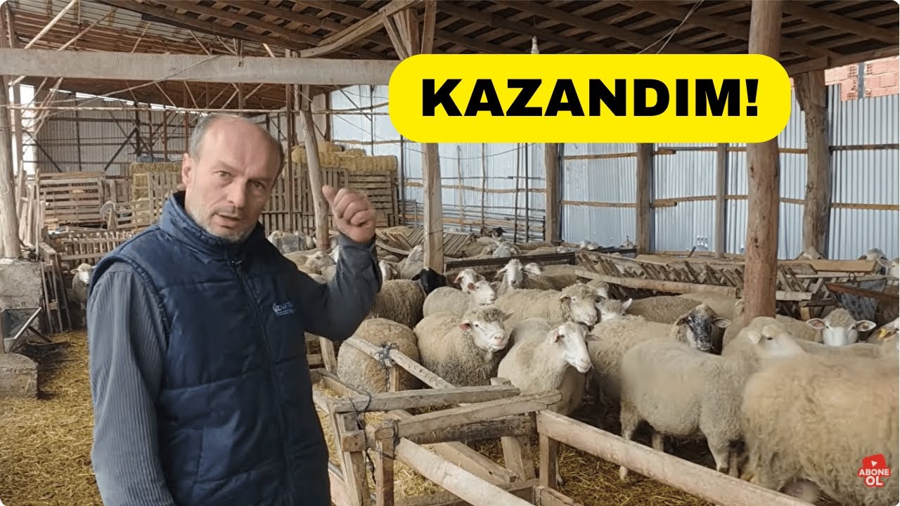 Овцы, которых кормили люцерной, демонстрируют удивительный рост!