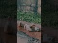 🦢#trending #fypage #swan #life #love #beutifull #vaazha2 #viral #videoshorts #duck #youtubeshorts