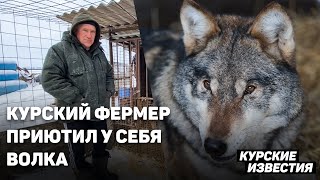 Курский фермер приютил у себя волка