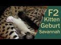 Savannah Katze - Geburt F2 Savannah snow