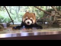 かわいすぎる舌出しレッサーパンダ inアドベンチャーワールド白浜和歌山^_^ too cute! tongue out red panda