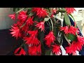 Tropheus duboisi maswa yavruları ne zaman bant açar - YouTube
