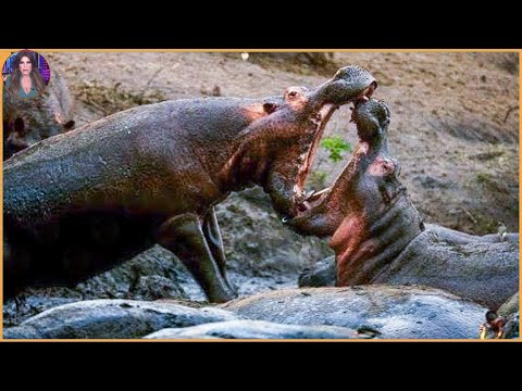 15 Wild Animal Battles In The Wild. #Part2 | Pets House