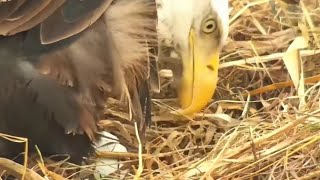 Decorah North Nest. Welcome Egg No 1! - explore 02-16-2022