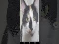Nova Virüs edit