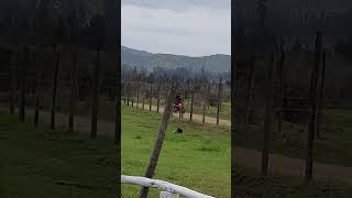 campo peralillo chile