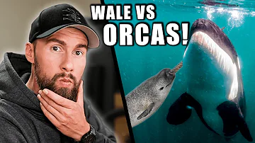 Warum sind Orca gefährlich?