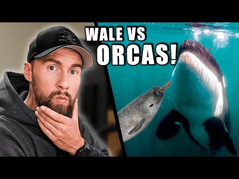 Video: Sind Orcas gefährlich?