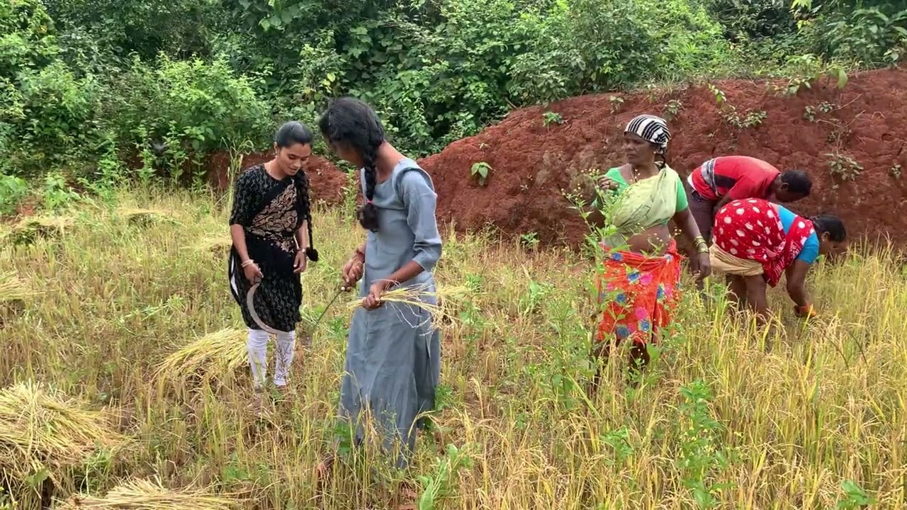 మా విల్లేజ్‌లో వరి కోస్తున్నాం 