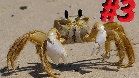 Crab-Com (Phoenix Point) Episode 3