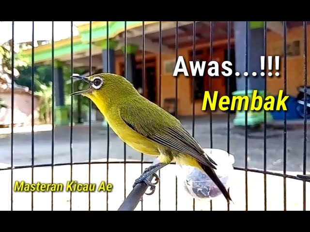 AWAS...!!! Pleci Gacor Nembak Materi Pleci Yang Mendengar Bakalan Respon class=