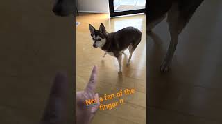 Alaskan Klee Kai hate the finger #dogs #dogshorts