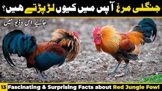 Red Jungle Fowl Fascinating & Surprising Facts About Ancestors Of Domestic Chicken جنگلی مرغ