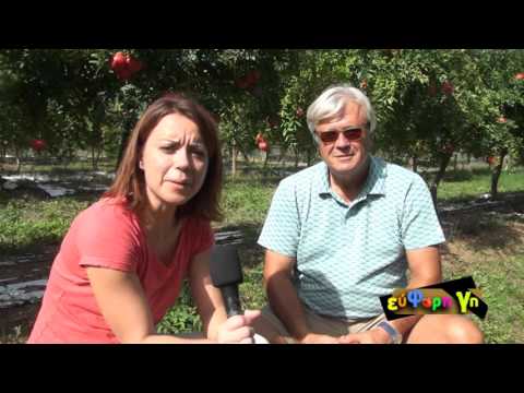 Βίντεο: Φθορά φρούτων από καλλιέργειες ροδιού