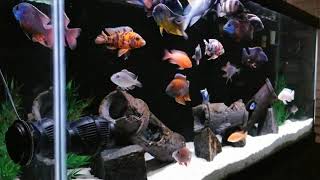 My 75 Gallon African Cichlid Peacock/Hap Show Tank. African Cichlids