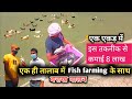 मछली पालन के साथ बत्तख पालन के इस तकनीक से कमा रहे हैं लाखों रुपए | fish farming india