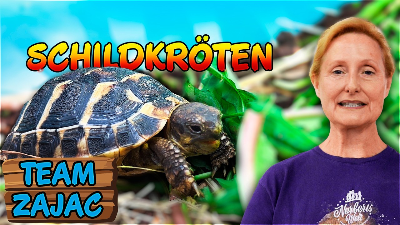 So hältst du deine SCHILDKRÖTEN im GARTEN Zoo Zajac YouTube