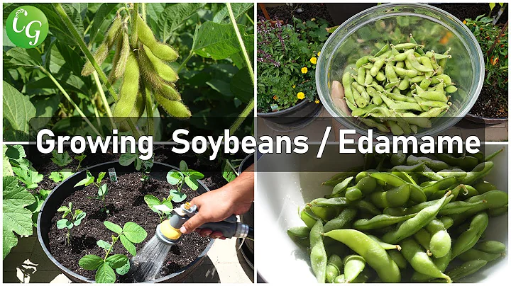 Cultivate Your Own Edamame: A Guide to Growing and Enjoying Soybeans! - DayDayNews