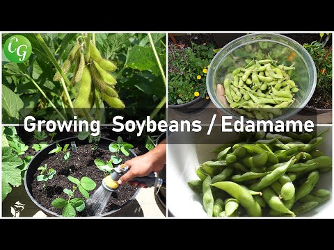 Wideo: O roślinach soi – porady dotyczące uprawy soi w ogrodach