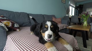 GoPro: Ferro, Berneński Pies Pasterski | Bernese Mountain Dog | 10 weeks